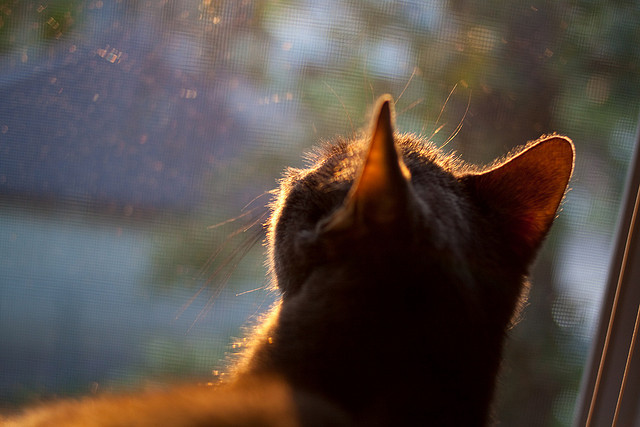 尼克斯生死战擒鹰，拉梅洛里程碑之夜闪耀麦迪逊